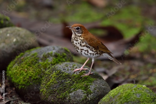 Wood thrush