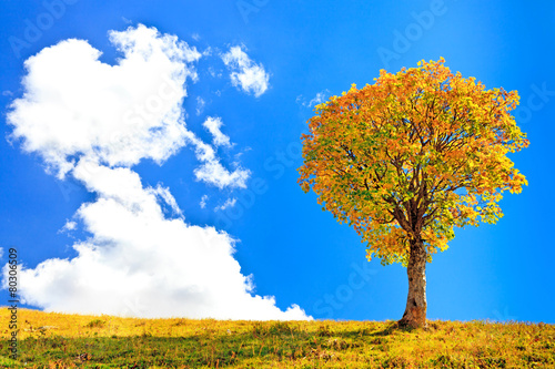 lonely tree and a big cloud on blue sky background