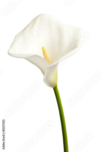 Single calla