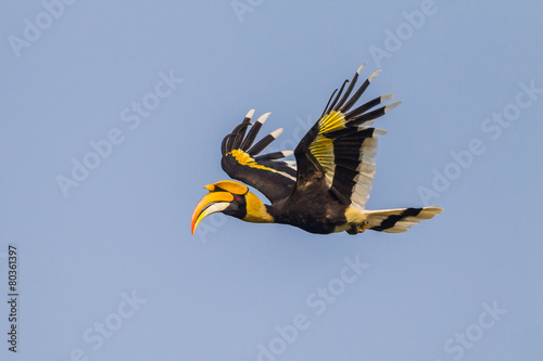 Great hornbill (Buceros bicornis) flying in the blue sky