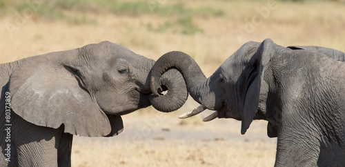 Two elephant greeting at a waterhole to renew relationship