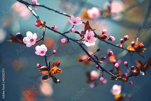 Spring flowering Japanese tree Sakura