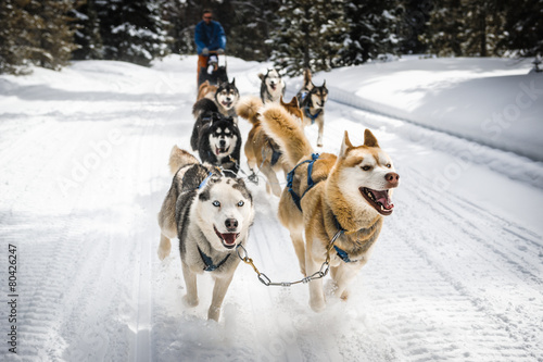 sled dogs