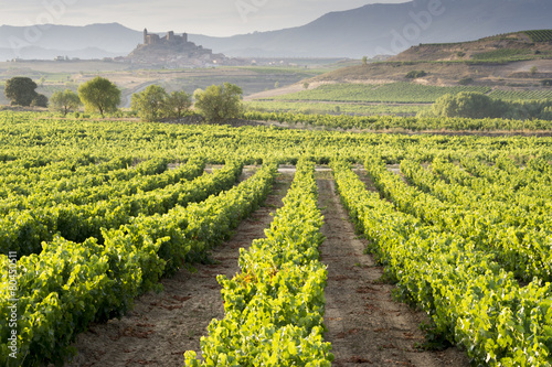 Viñedo, San Vicente de la Sonsierra al fondo, La Rioja