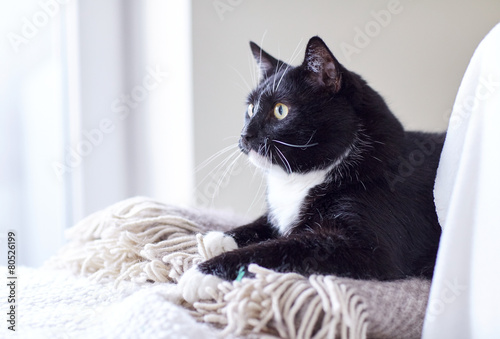 black and white cat lying on plaid at home