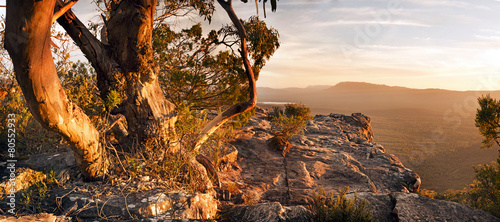 Australian bush landscape panorama with old gum tree in The Grampians