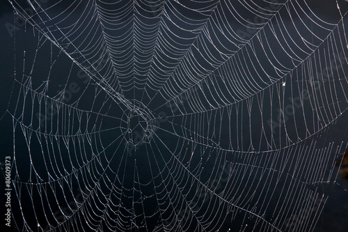 Das Netz einer Spinne