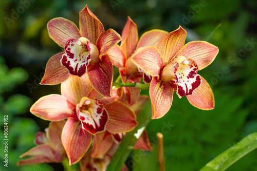 Cymbidium Orchid.