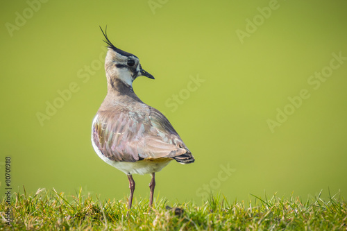 Northern lapwing in grass