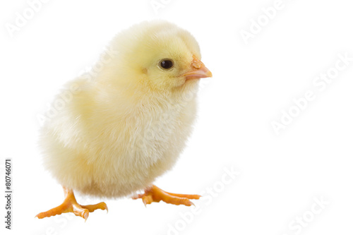 Little yellow chick