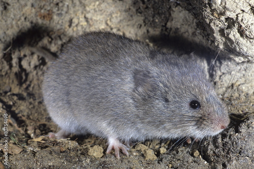 arvicola delle nevi microtus nivalis mammifero alpino