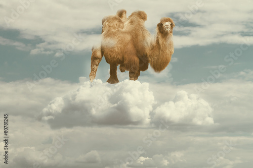 camel floating on a puffy cloud in a sky