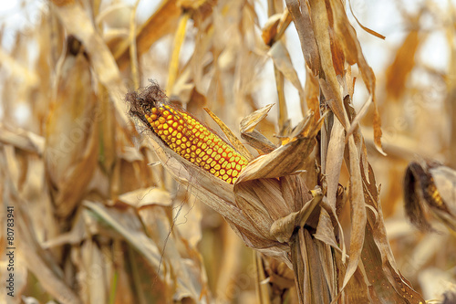 Dojrzała kolba kukurydzy, na polu uprawnym
