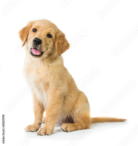 Golden Retriever dog sitting on the floor, isolated on white bac