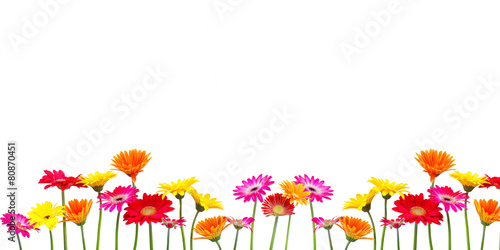 Blumen Freisteller