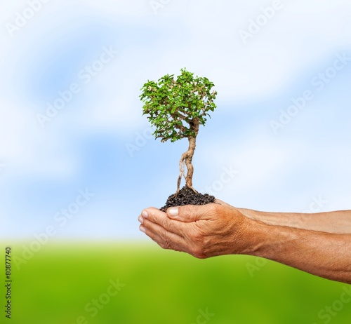 Earth. Trees in human hands