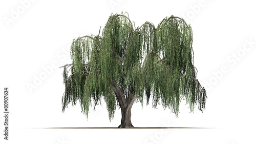 group weeping willow - isolated on white background