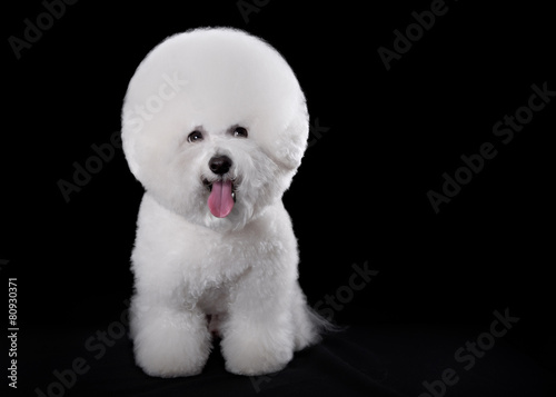 bichon frise