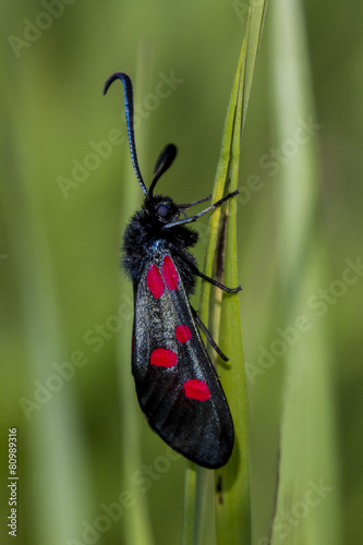 Burnett Moth.