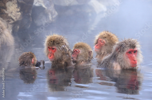 温泉に入るニホンザルの家族