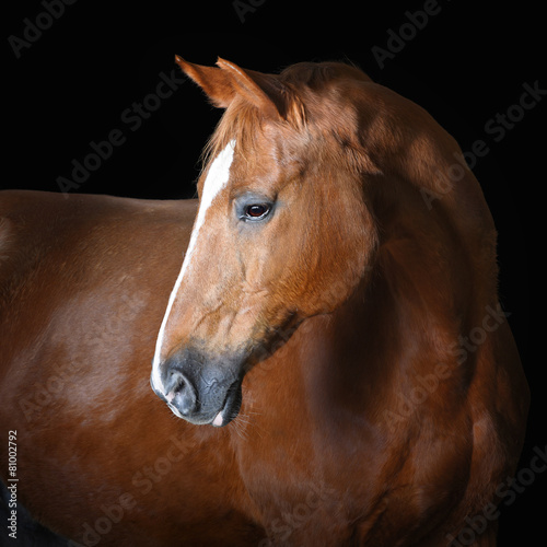 Portrait of red horse, isolated on black