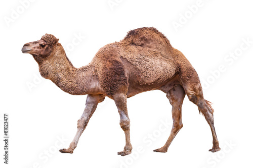 Camel isolated on white