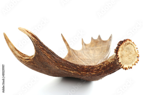 Moose antler isolated on white