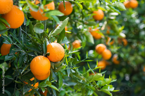 Orange trees with ripe fruits