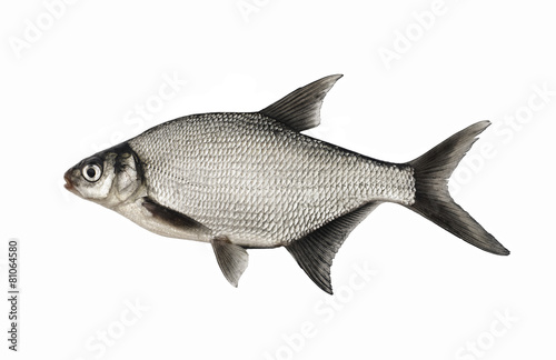 Bream, live fish