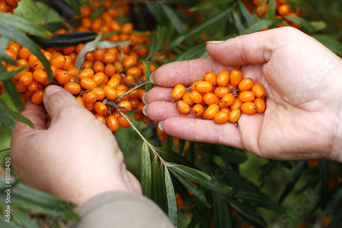 Picking ripe and healthy sea-buckthorn berries