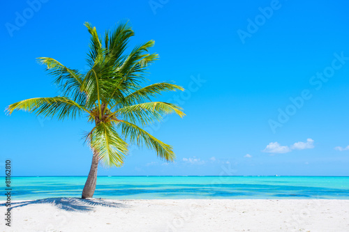 Palm tree on tropical beach