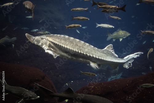 Big Atlantic sturgeon floats in deep blue salt water