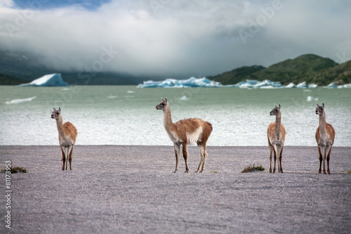 Guanaco - Lama guanicoe - Torres del Paine - Patagonia - Chile