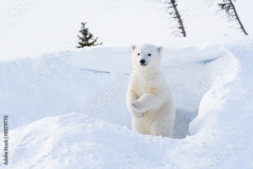 Polar bear cub coming out den and standing up looking around.