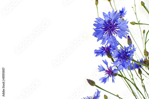 blue cornflowers isolated