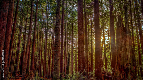 Redwood Sun