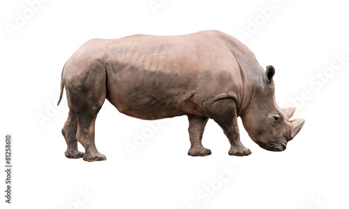 Rhinocerso