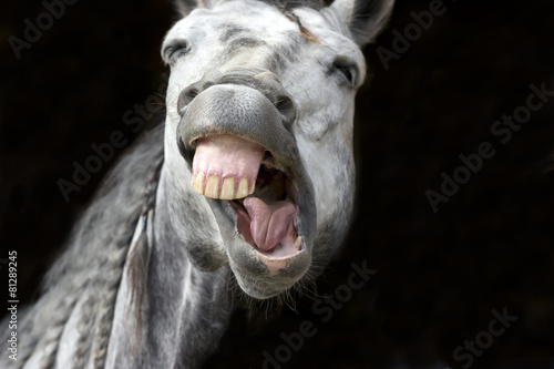  Funny Animal Horse Laughing Crazy Happy Silly Teeth