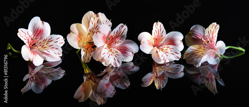 Alstroemeria. Beautiful flowers with reflection