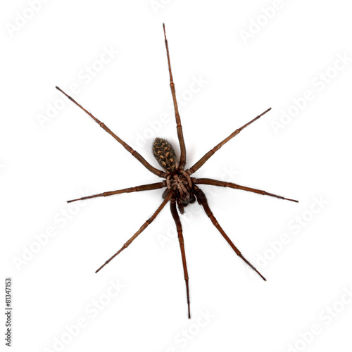 spider isolated on white, top view