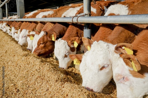 Rindviehhaltung, Fresseraufzucht für Bullenmast