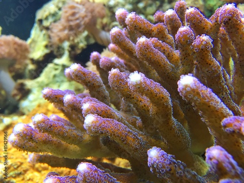 Korallenriff im Ozean