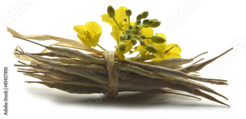 Brassica napus oleifera Rapeseed Colza 油菜籽 Raps