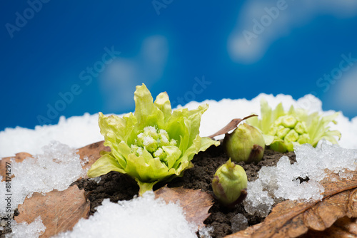 野草のふきのとう