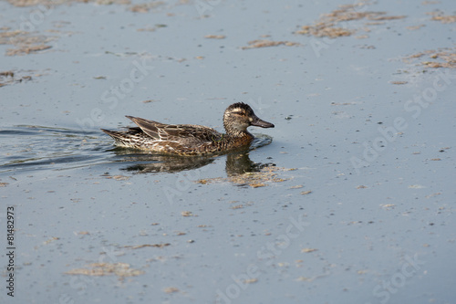 Garganey female