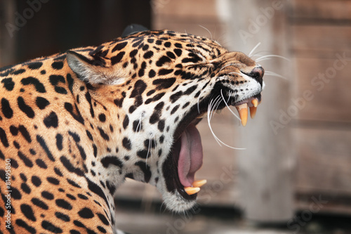Roaring Jaguar. Portrait of wild animal