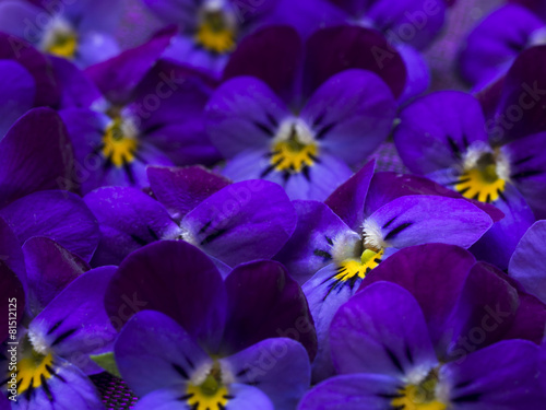beautiful wild violets