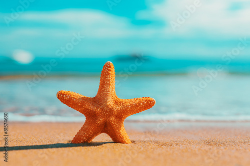 big big orange starfish on the seashore. summer concept.