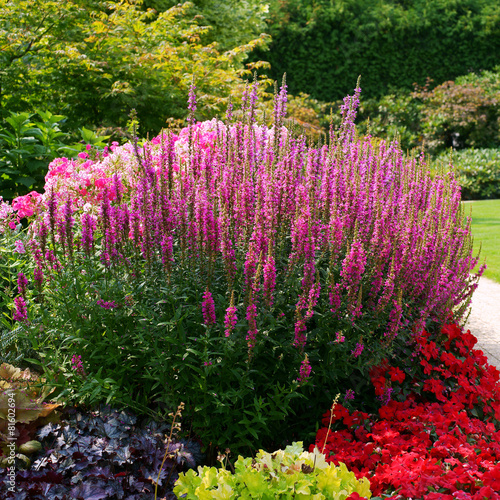 Flowerbed with Lithrum salicaria - loosestrife