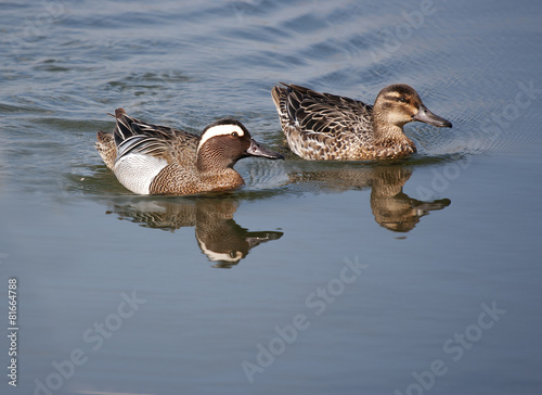 Garganey Duck (Anas querquedula) Male and female